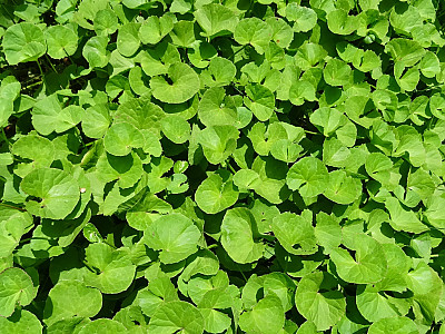 병풀 사진 - Centella asiatica (L.) Urb. Photos