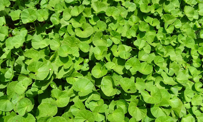 병풀 - Centella asiatica (L.) Urb.