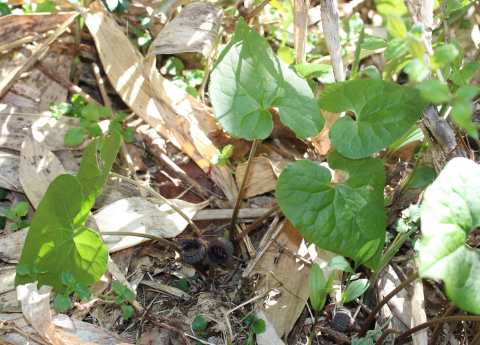 족두리풀 - Asarum sieboldii