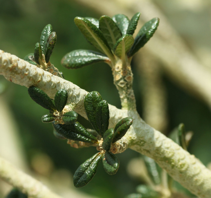 도스테니아 기가스 - Succulent Fig, Dorstenia gigas