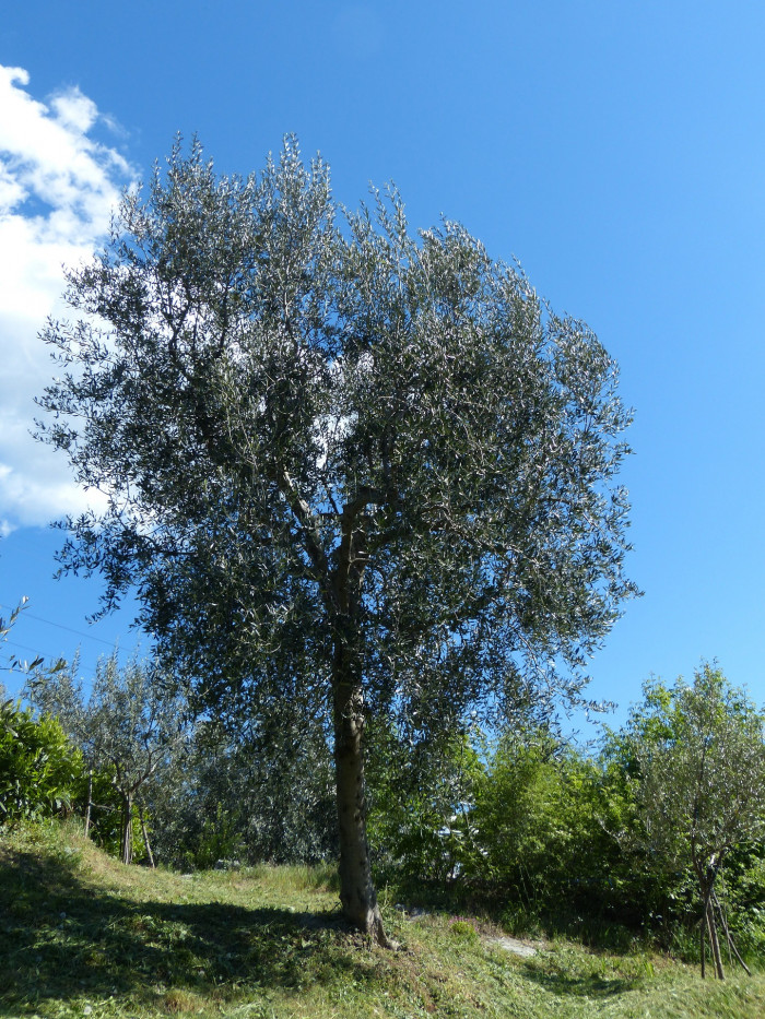 올리브나무 - Olive, Olea europaea