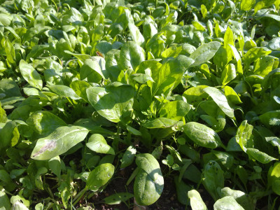 시금치 사진 - Spinacia oleracea L. Photos