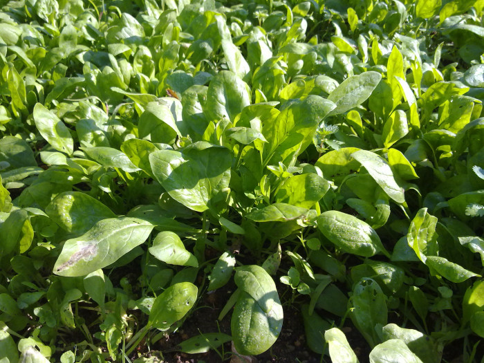 시금치 - Spinacia oleracea L.