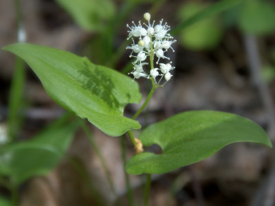 두루미꽃 사진 - Maianthemum bifolium (L.) F.W.Schmidt Photos