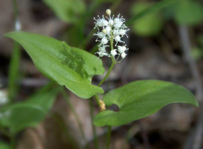 두루미꽃 - Maianthemum bifolium (L.) F.W.Schmidt