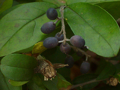 쥐똥나무 사진 - Ligustrum obtusifolium Siebold & Zucc. Photos