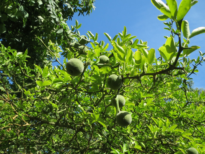 탱자나무 - trifoliate orange, Poncirus trifoliata, Cirus trifoliata Raf.