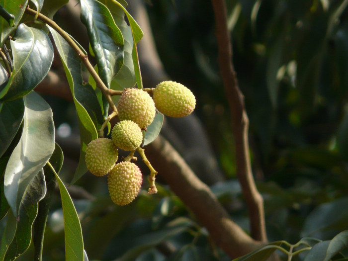 리치 - Lychee Fruit, Litchi chinensis