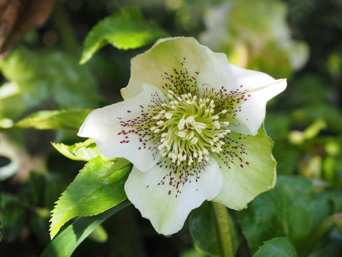 크리스마스로즈 - Christmas rose, Black hellebore, Helleborus niger L.
