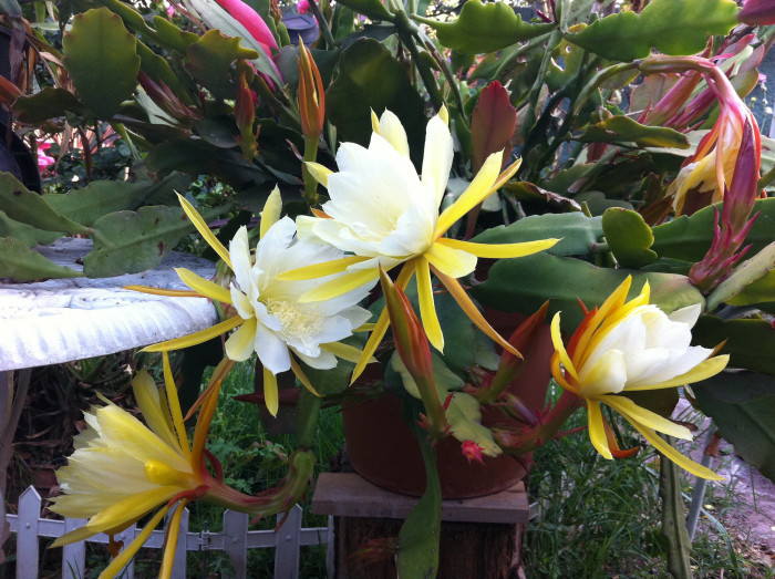 공작선인장 - Epiphyllum spp.