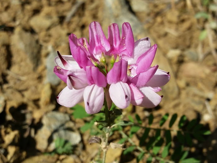 왕관갈퀴나물 - Securigera varia (L.) Lassen