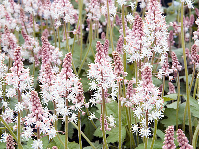 매화헐떨이풀 사진 - Tiarella cordifolia v.collina \'Oakleaf\' Photos