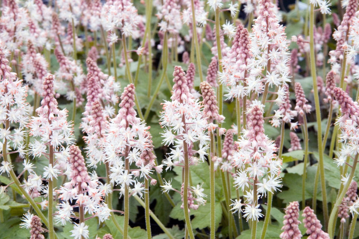 매화헐떨이풀 - heartleaf foamflower, heartleaved foamflower, Allegheny foamflower, false miterwort, Tiarella cordifolia v.collina 