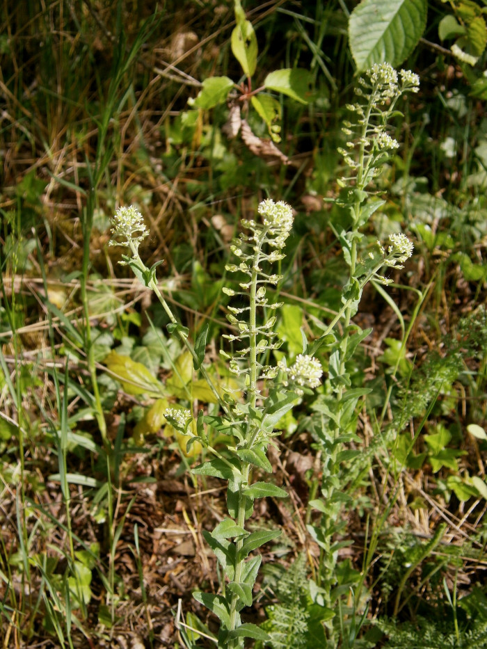 들다닥냉이 - Lepidium campestre R.Br.