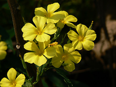 월광화 사진 - Calonyction aculeatum (L.) House Photos