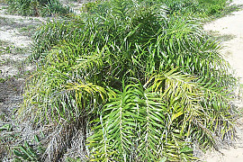 해변 야자 - Allagoptera arenaria