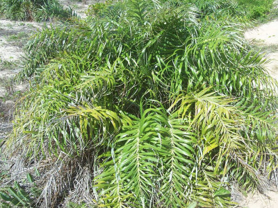 해변 야자 사진 - Allagoptera arenaria Photos