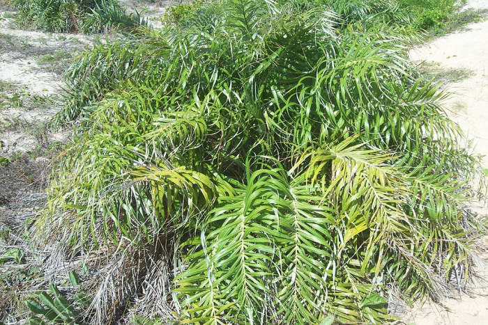 해변 야자 - Seashore Palm, Allagoptera arenaria