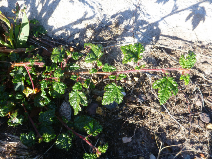 천황매 - Commersonia hermanniifolia, Rulingia hermanniifolia
