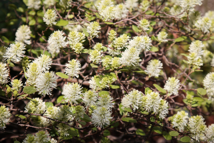 실목련 - Witch Alder, dwarf fothergilla, American wych hazel, dwarf witchalder, Fothergilla gardenii L.