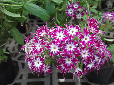 드람불꽃 사진 - Phlox drummondii Hook. Photos