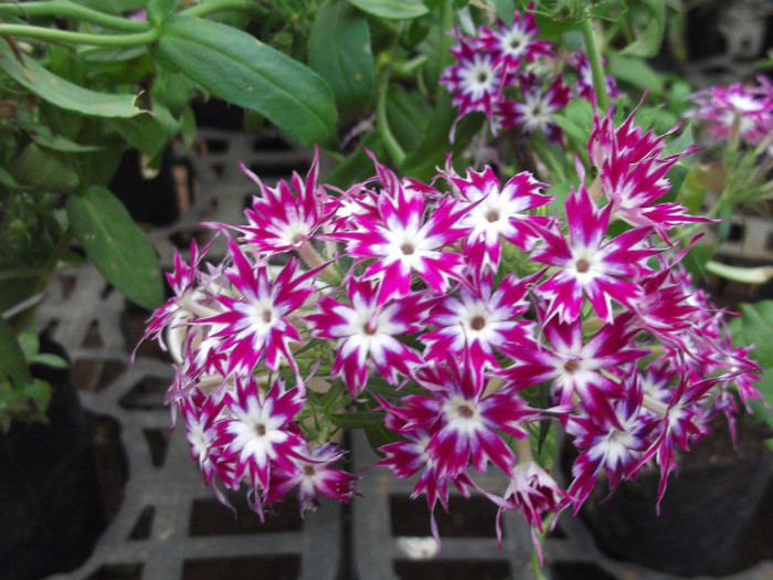 드람불꽃 - Phlox Twinkle Star, Phlox drummondii Hook.