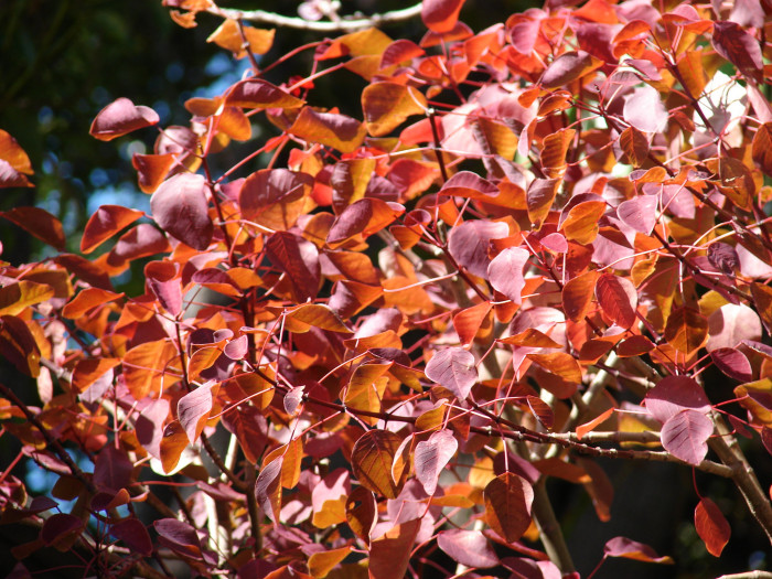 초코리프 - smoketree spurge, tropical smoke bush, Caribbean copper plant, Euphorbia cotinifolia