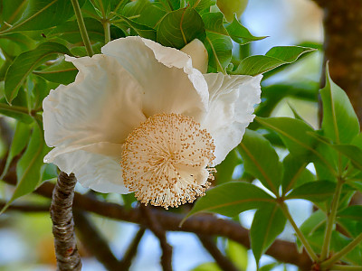 바오밥나무 사진 - Adansonia digitata Photos