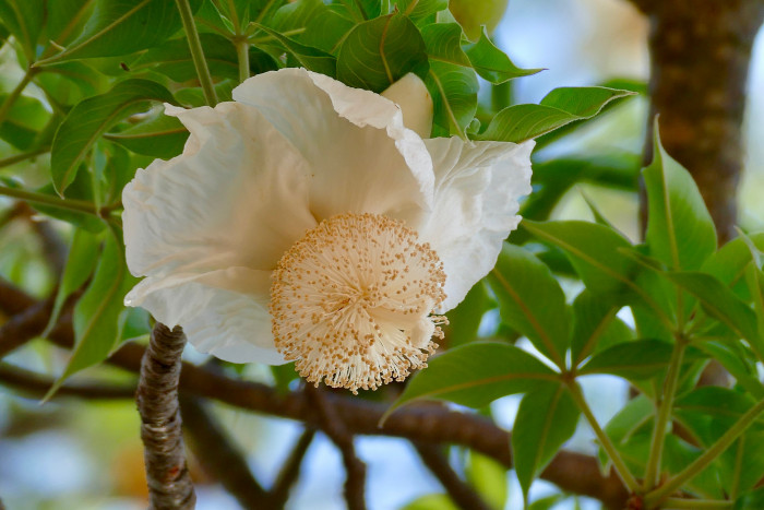 바오밥나무 - baobab tree, Adansonia digitata