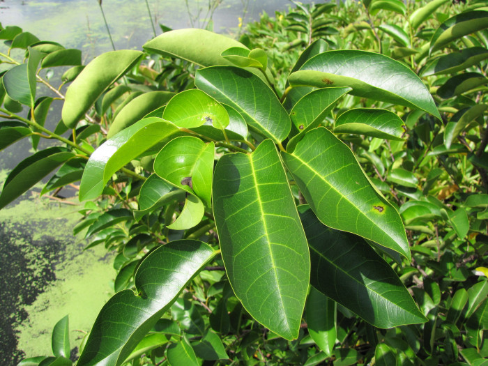 악어사과 - Pond apple, Alligator apple, Swamp apple, Corkwood, Bobwood, Annona glabra L.