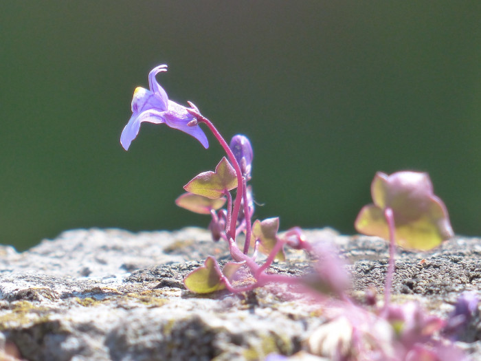 덩굴해란초 - Dulcimer Herb, Cymbalaria muralis P. Gaertn., B. Mey. & Scherb.