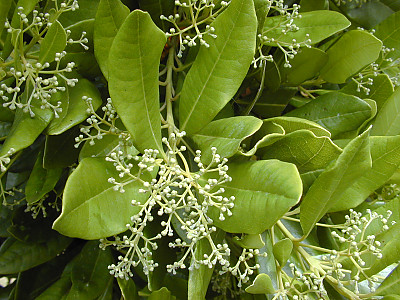 피멘토 사진 - Pimenta dioica Photos