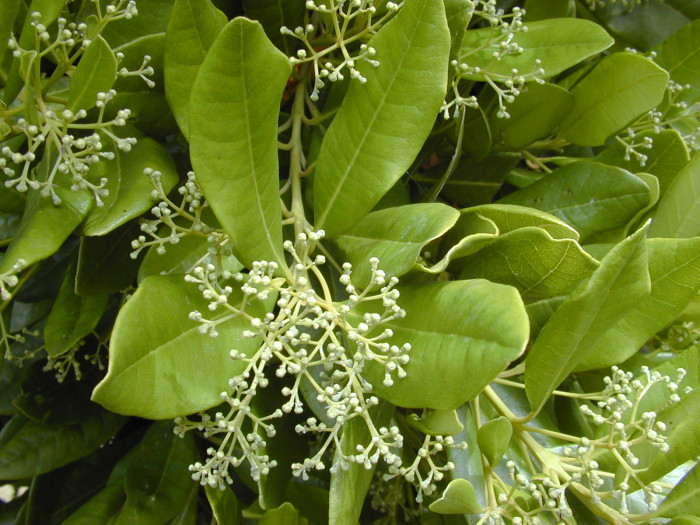 피멘토 - Pimenta dioica