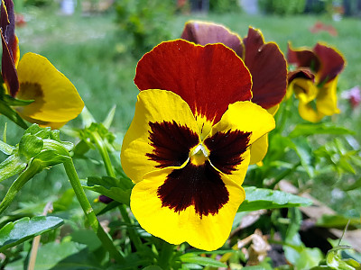 삼색제비꽃 사진 - Viola tricolor L. Photos
