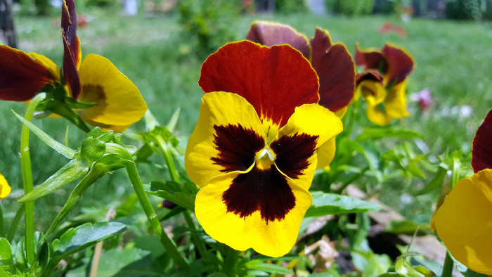 삼색제비꽃 - heartsease, Viola tricolor L.