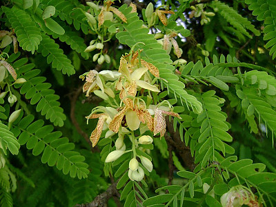 타마린드 사진 - Tamarindus indica Photos
