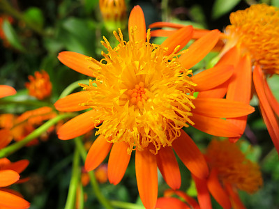 멕시칸 플레임바인 사진 - Pseudogynoxys chenopodioides Photos