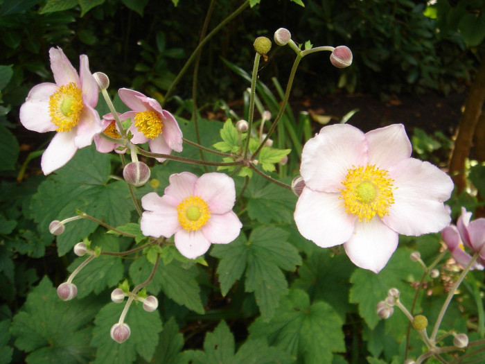대상화 - Anemone hupehensis var. japonica (Thunb.) Bowles & Stearn