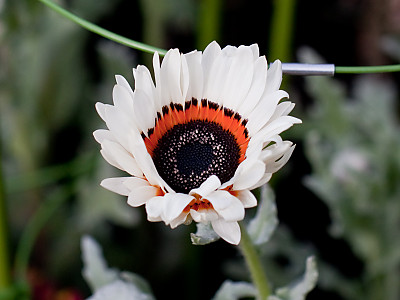 베니듐 사진 - Venidium Fastuosum Photos