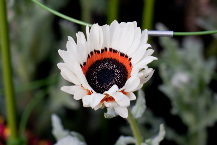 베니듐 - Cape Daisy, Venidium Fastuosum