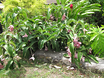 메디닐라 사진 - Medinilla Magnifica Photos