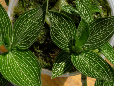 보석란 사진 - Ludisia discolor (Ker Gawl.) A. Rich. Photos