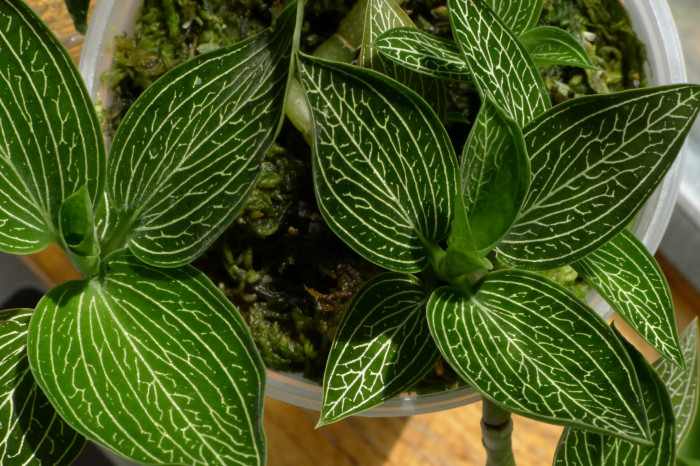 보석란 - jewel orchid, Ludisia discolor (Ker Gawl.) A. Rich.