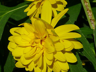 겹삼잎국화 사진 - Rudbeckia laciniata L. var. hortensis Bailey Photos