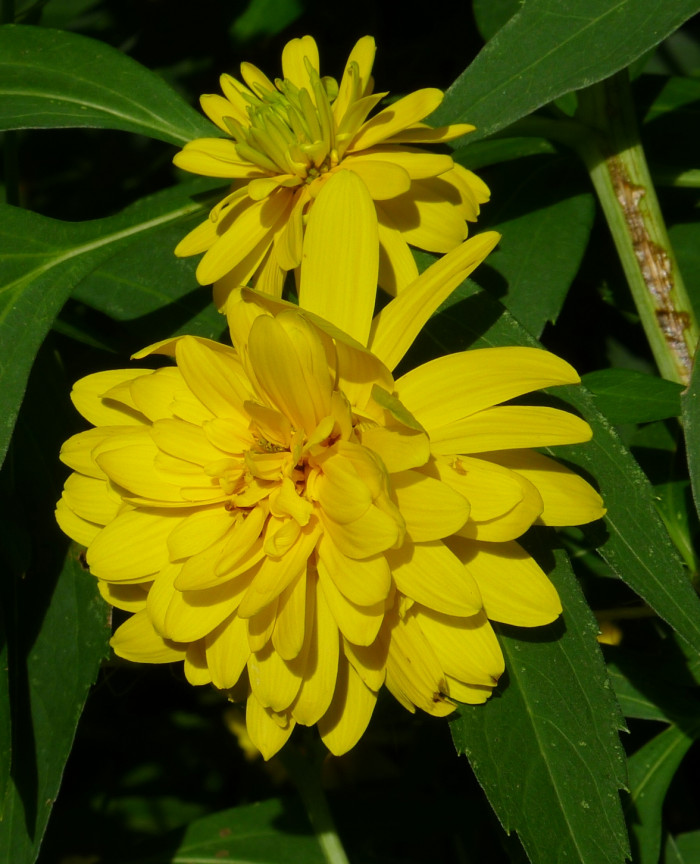 겹삼잎국화 - Rudbeckia laciniata L. var. hortensis Bailey