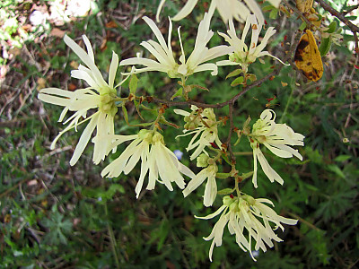 풍년화 사진 - Hamamelis japonica Siebold & Zucc. Photos