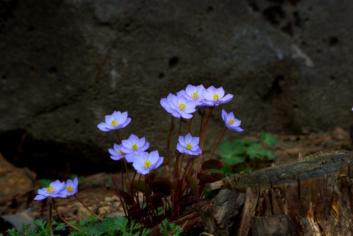 깽깽이풀 - Jeffersonia dubia
