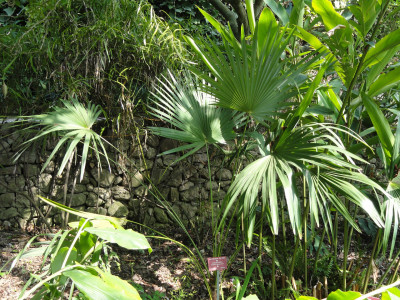 태국 부채 야자 사진 - Trachycarpus oreophilus Photos