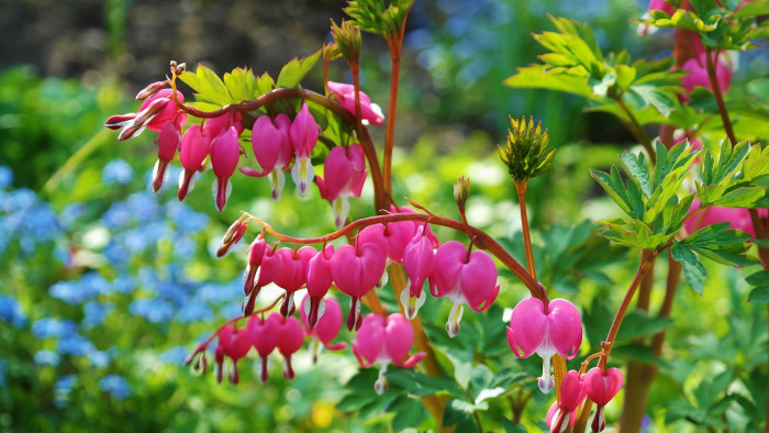 금낭화 - Dicentra spectabilis