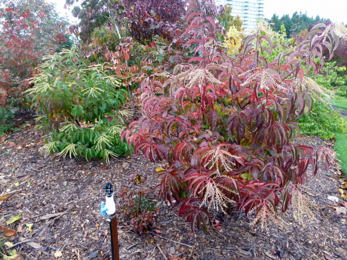 옥시덴드론 - Sourwood, Sorrel tree, Oxydendrum arboreum